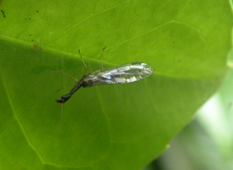 Raphidiidae: Venustoraphidia nigricollis